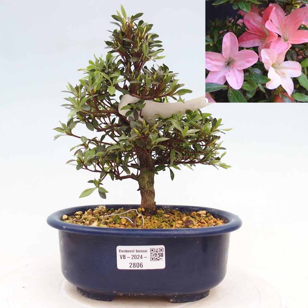 Venkovní bonsai - Japonská azalka - Azalea Nikko