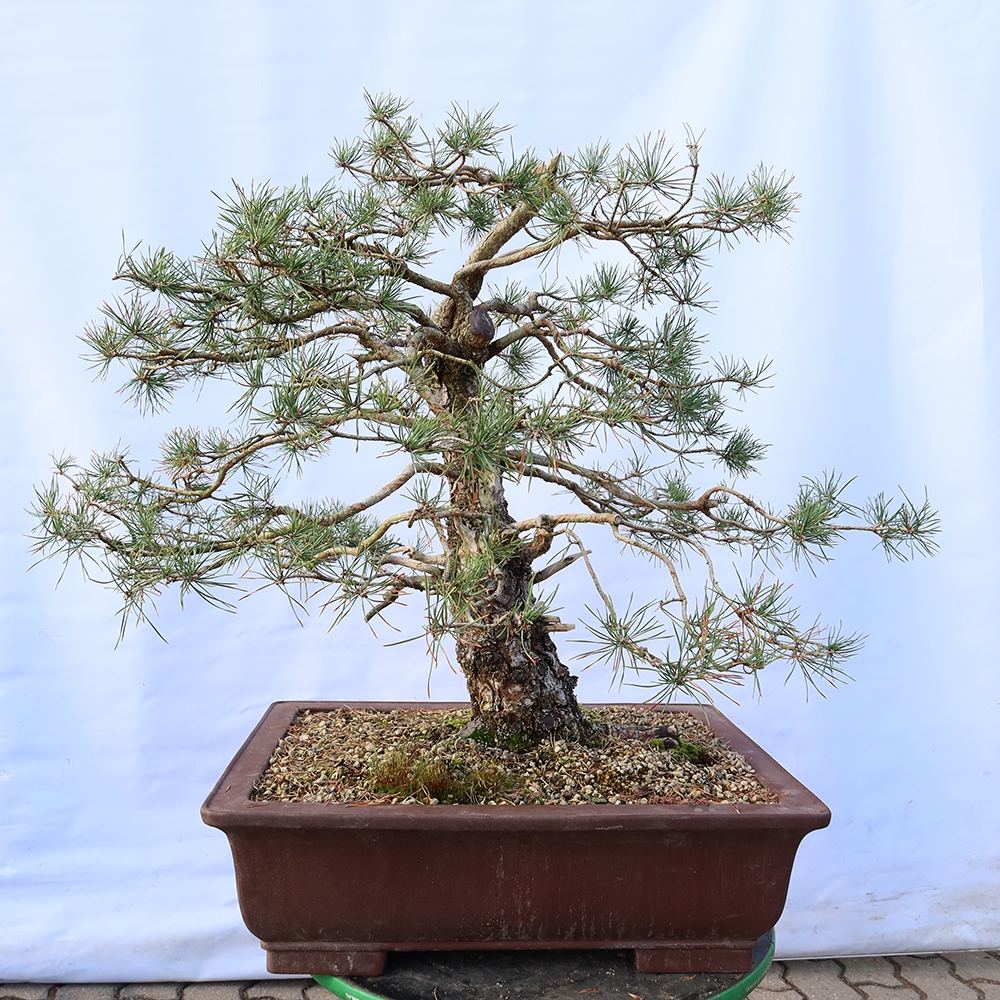 Pinus sylvestris Španělsko - borovice lesní
