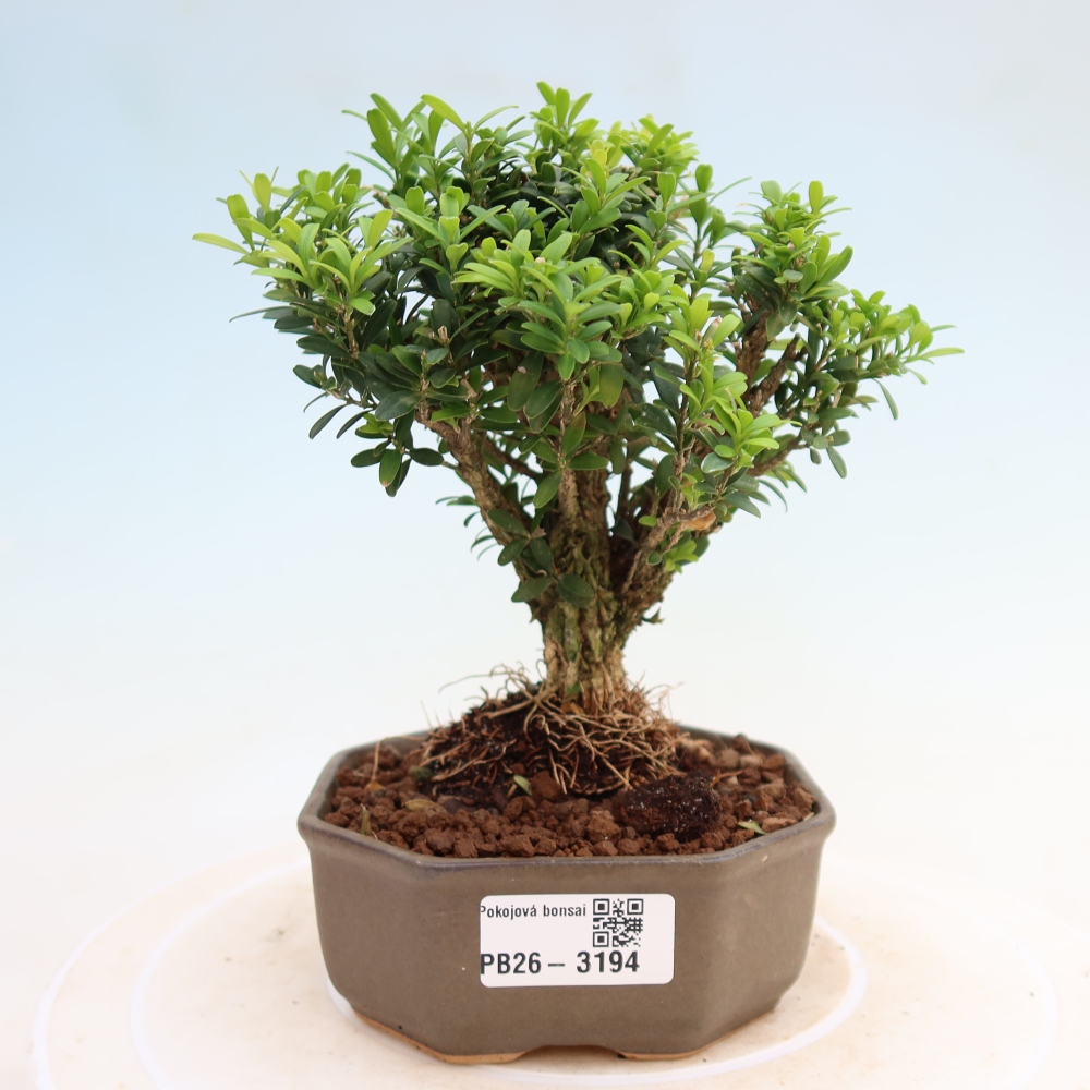 Pokojová bonsai - Buxus harlandii -korkový buxus