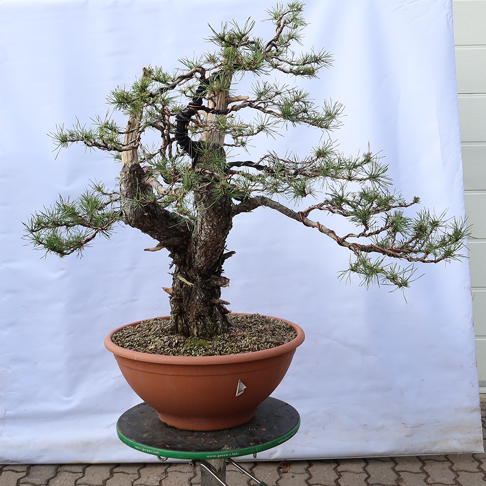 Pinus sylvestris Španělsko - borovice lesní
