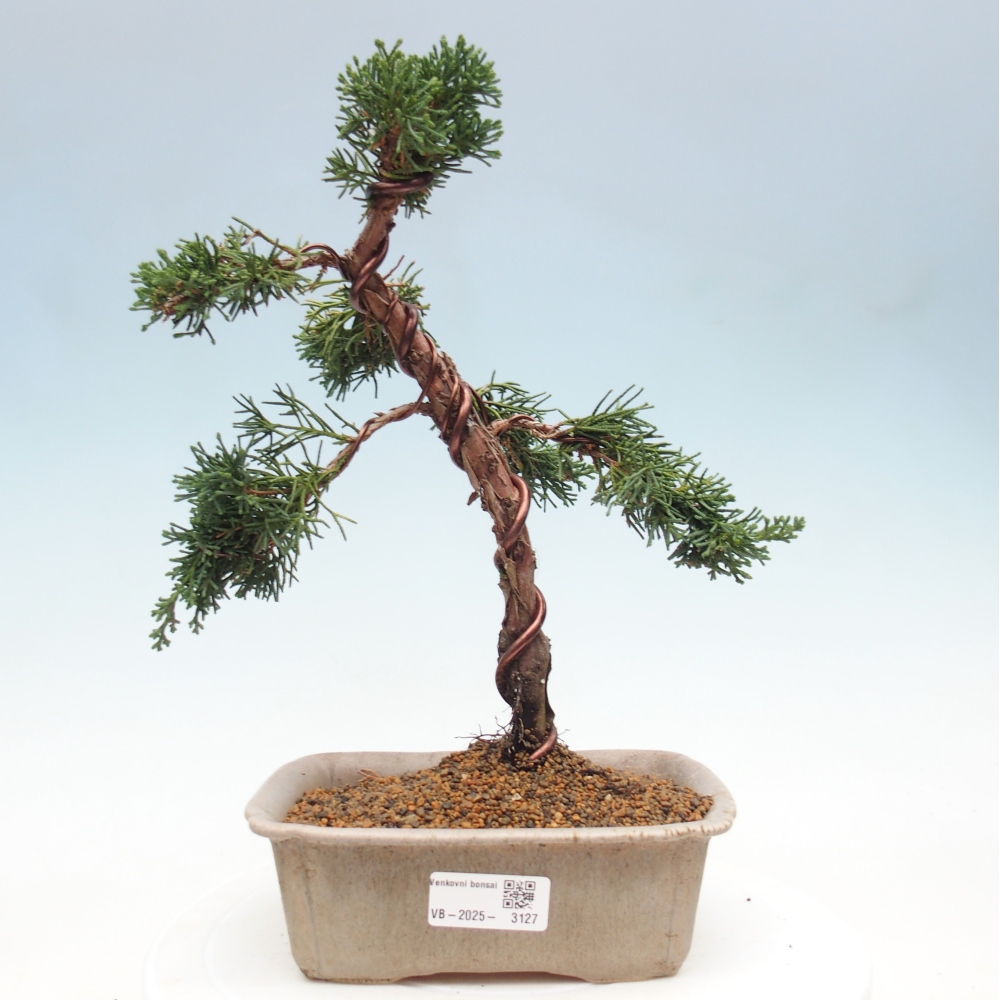 Venkovní bonsai - Juniperus chinensis Kishu -Jalovec čínský