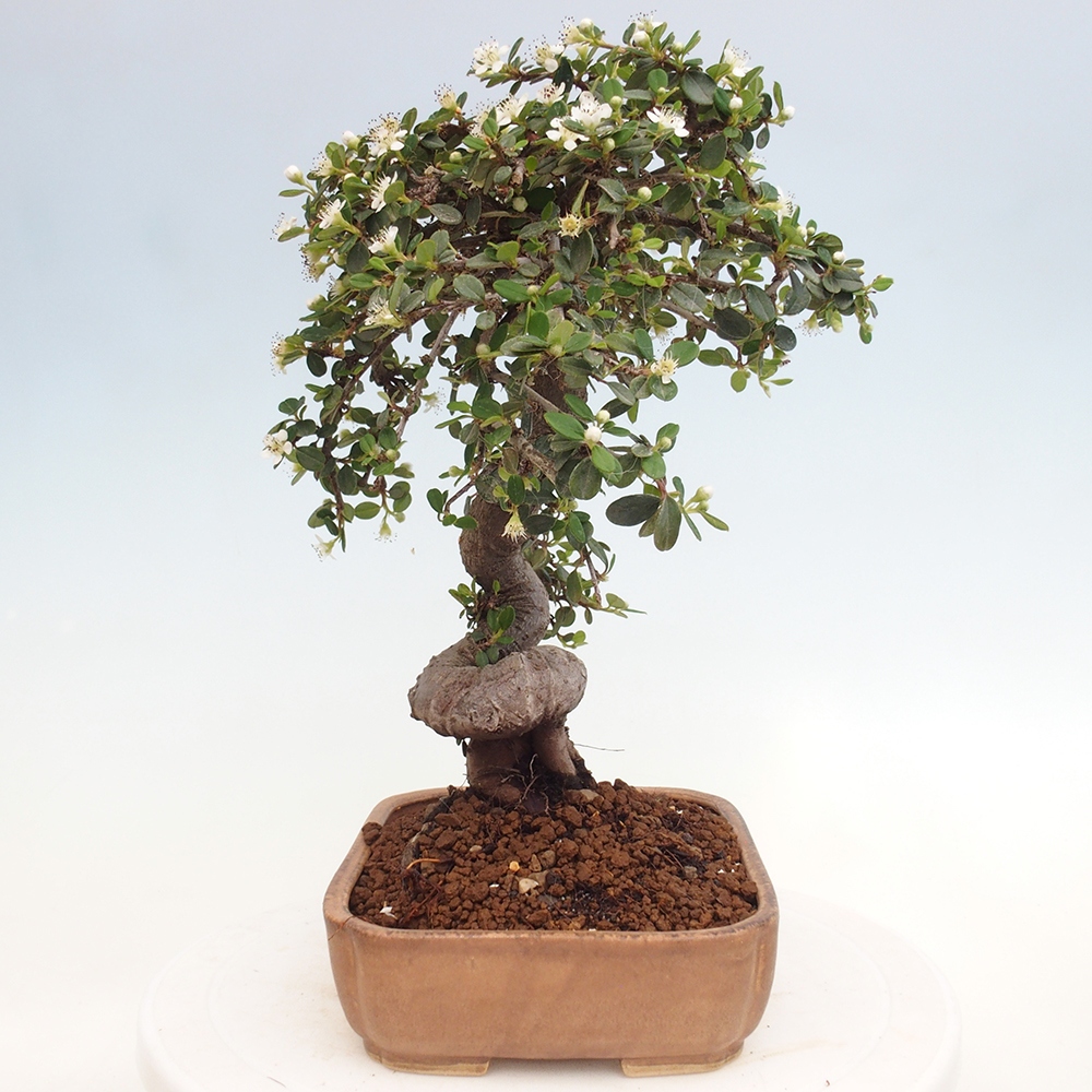 Venkovní bonsai-Cotoneaster dammeri - Skalník Damerův