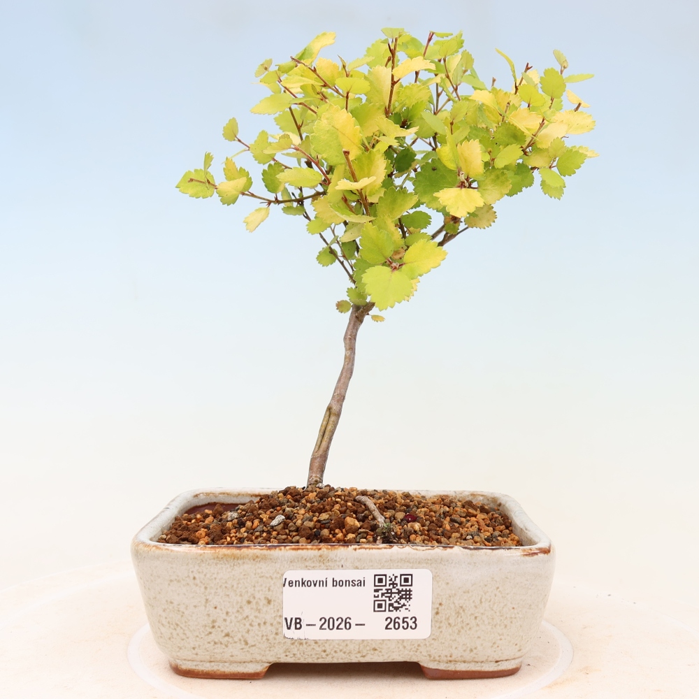 Venkovní bonsai - bříza trpasličí - Betula NANA Golden Treasure
