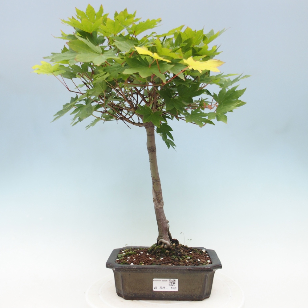 Venkovní bonsai - Javor palmatum katsura GISAN - Javor dlanitolistý