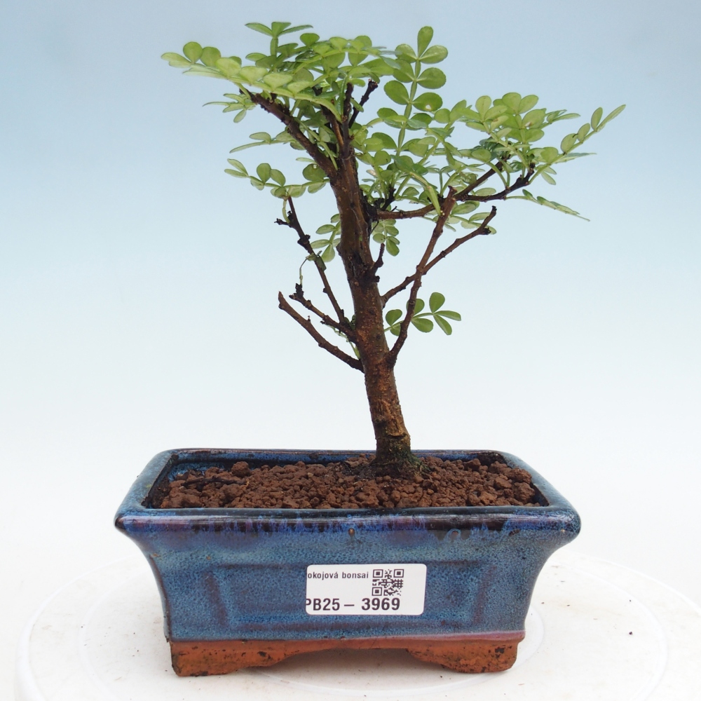 Pokojová bonsai - Zantoxylum piperitum - Pepřovník
