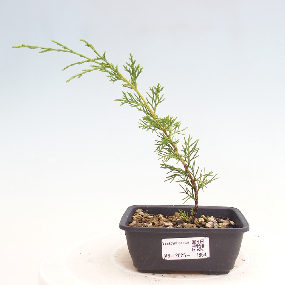 Venkovní bonsai - Juniperus chinensis Itoigawa -Jalovec čínský