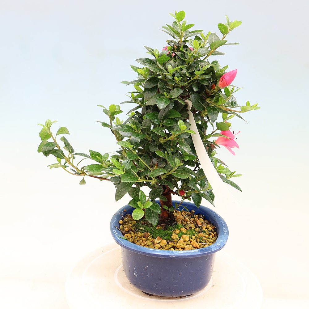 Venkovní bonsai - Japonská azalka - Azalea Kobai