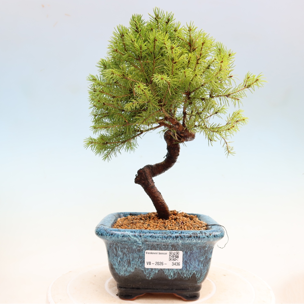 Venkovní bonsai- Smrk sivý - Picea glauca globe