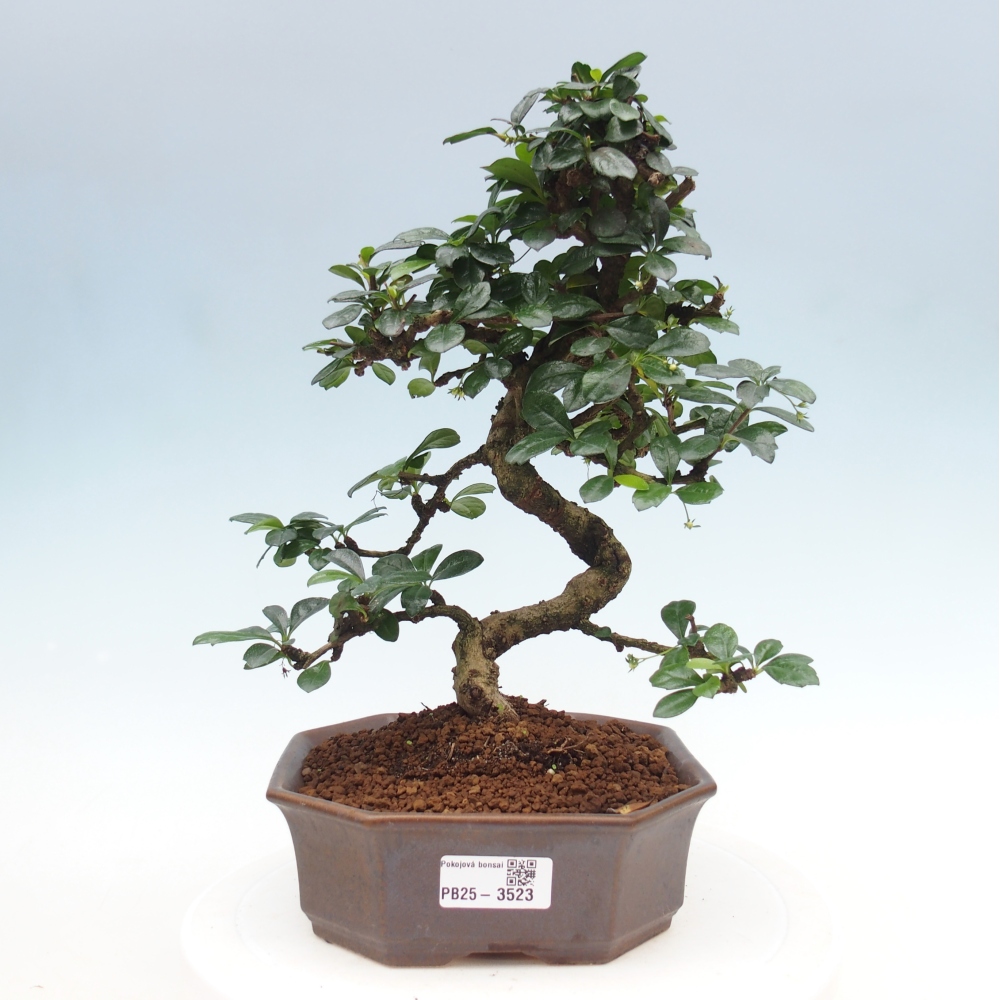 Pokojová bonsai - Carmona macrophylla - Čaj fuki