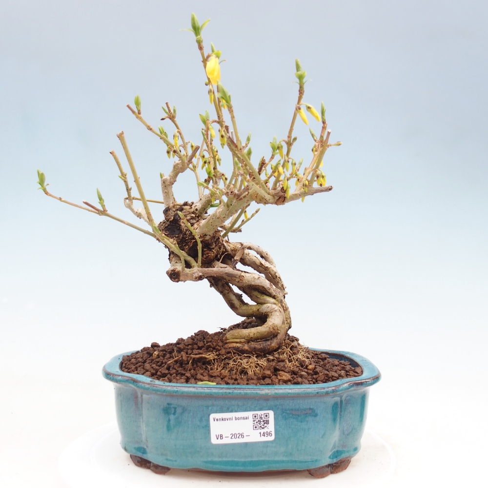 Venkovní bonsai - Zlatice - Forsythia koreana