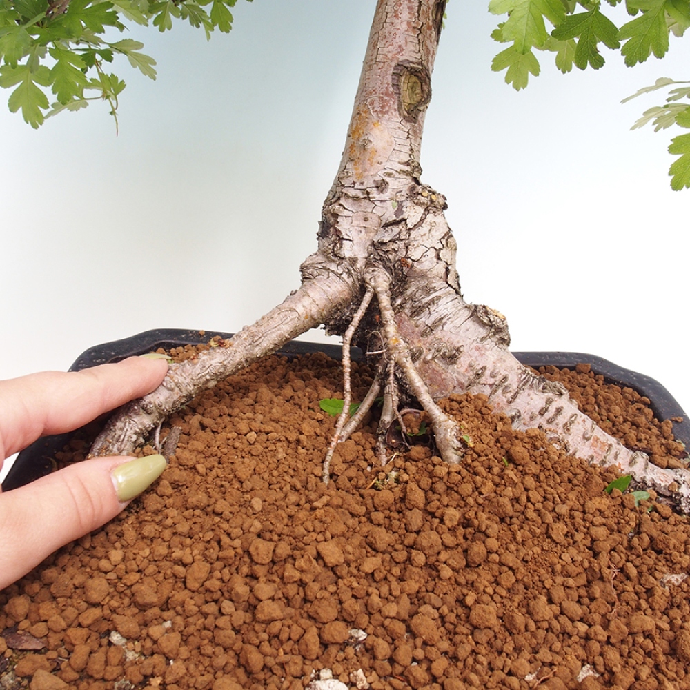 Venkovní bonsai - Hloh - Crataegus monogyna