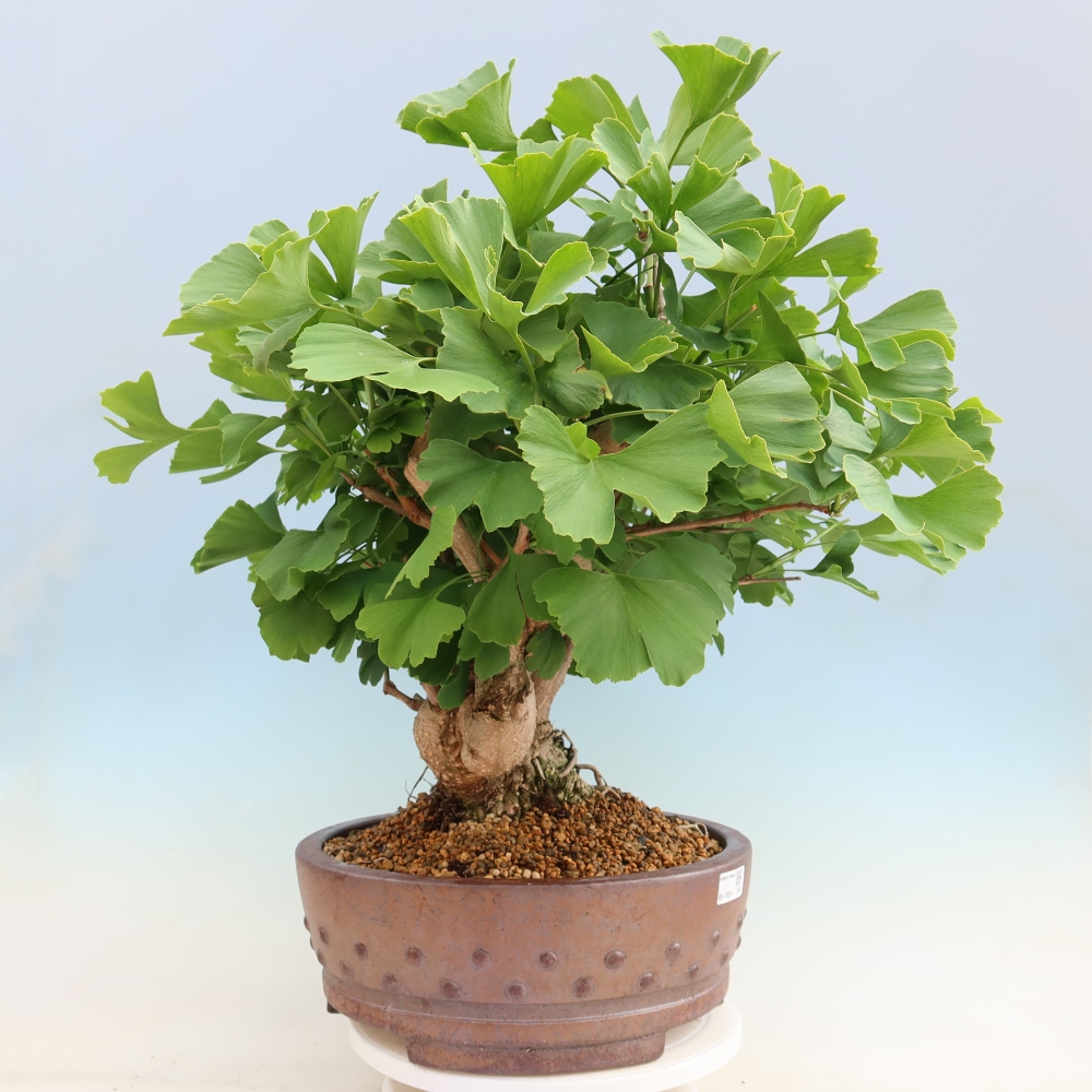 Venkovní bonsai - Jinan dvoulaločný - Ginkgo biloba