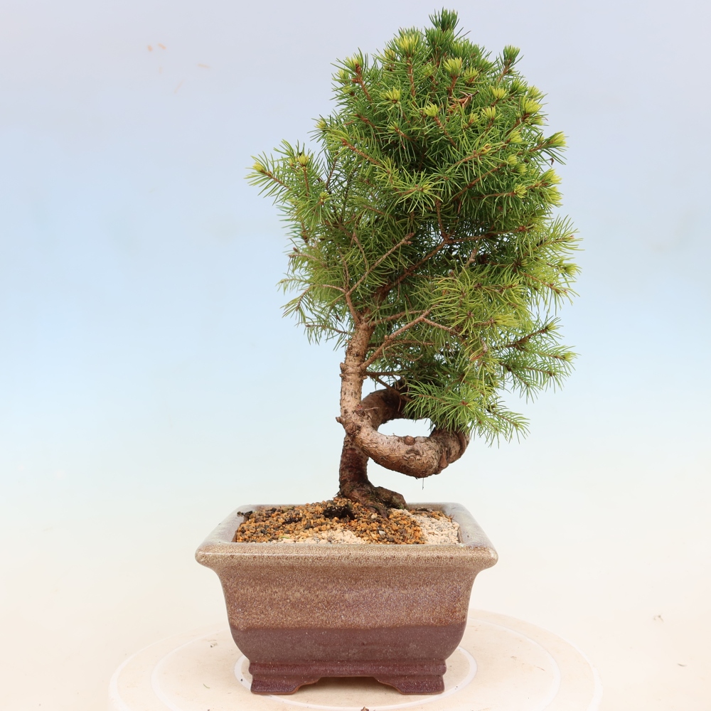 Venkovní bonsai- Smrk kulovitý - Picea glauca globe