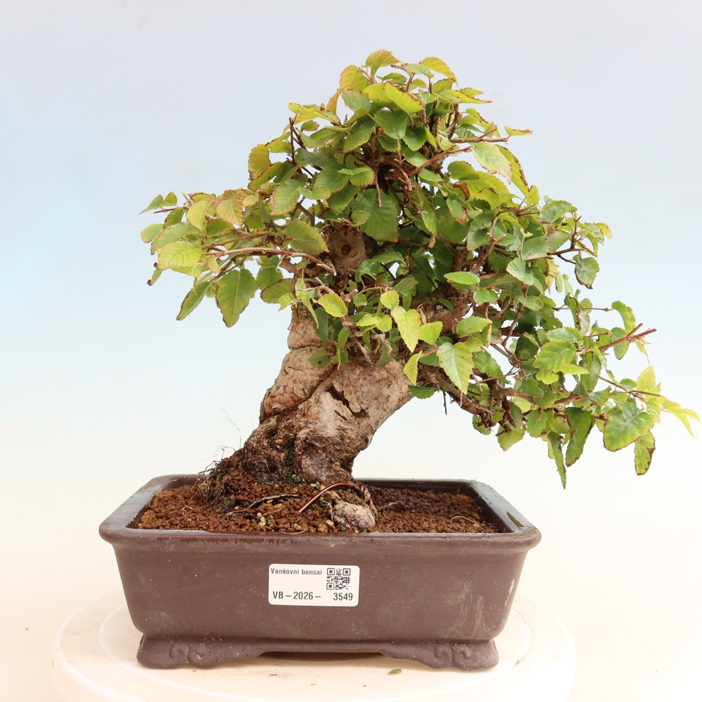 Venkovní bonsai -Carpinus CARPINOIDES - Habr korejský