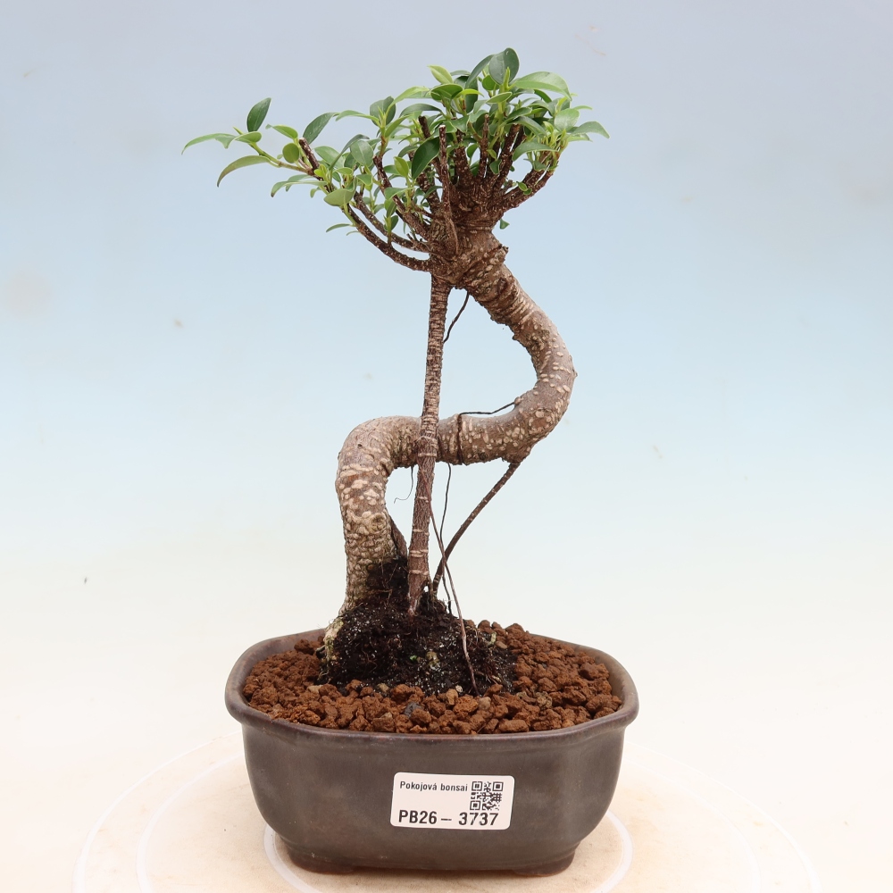 Pokojová bonsai - Ficus kimmen -  malolistý fíkus