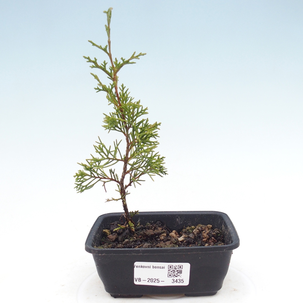 Venkovní bonsai - Juniperus chinensis Itoigawa -Jalovec čínský