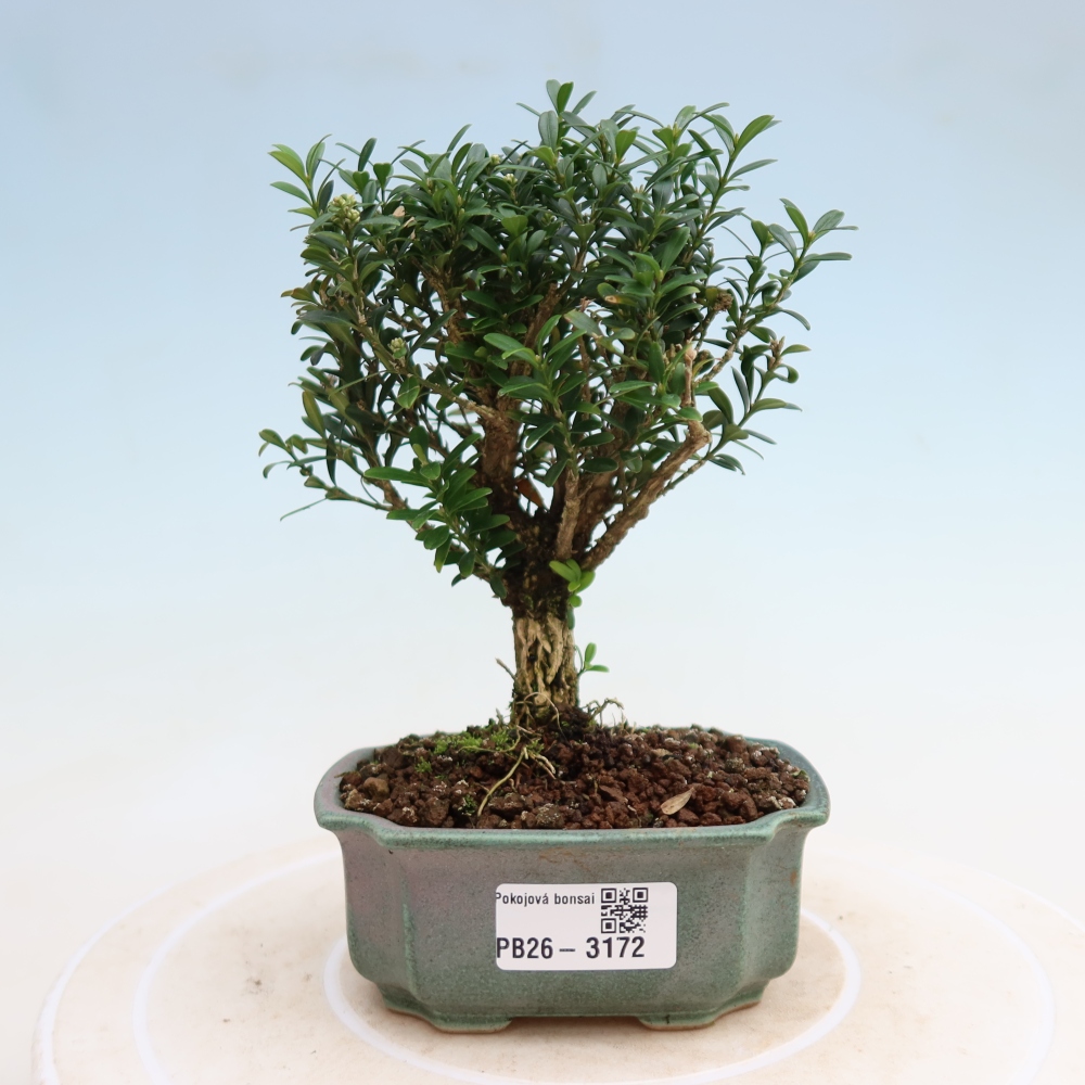 Pokojová bonsai - Buxus harlandii -korkový buxus