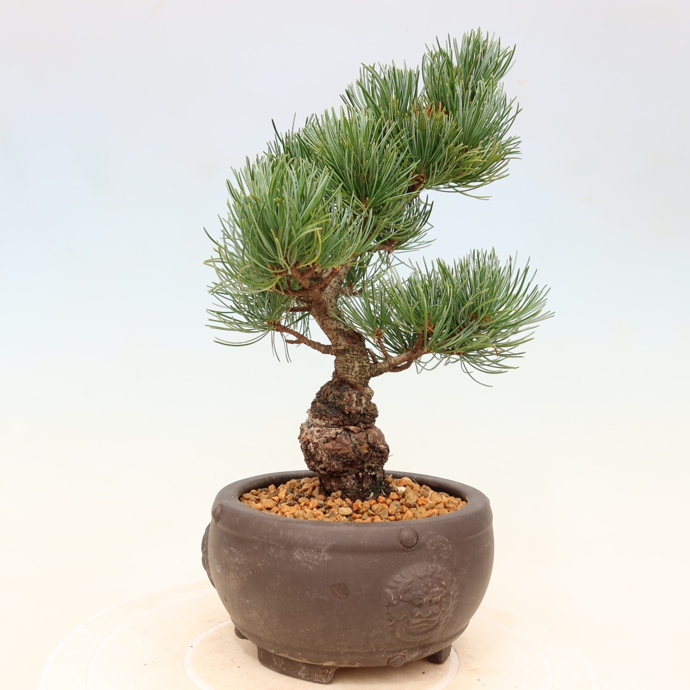 Venkovní bonsai - Pinus parviflora - Borovice drobnokvětá