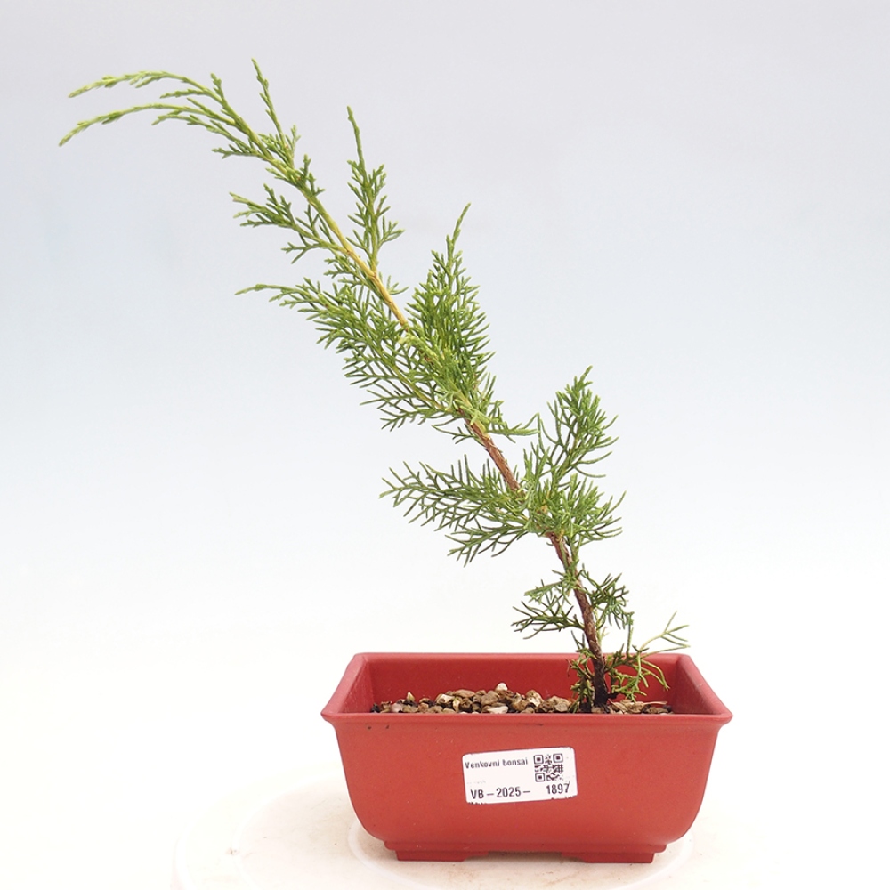 Venkovní bonsai - Juniperus chinensis Itoigawa -Jalovec čínský