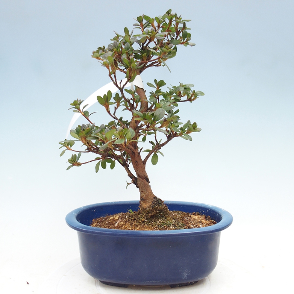 Venkovní bonsai - Japonská azalka - Azalea Kobai