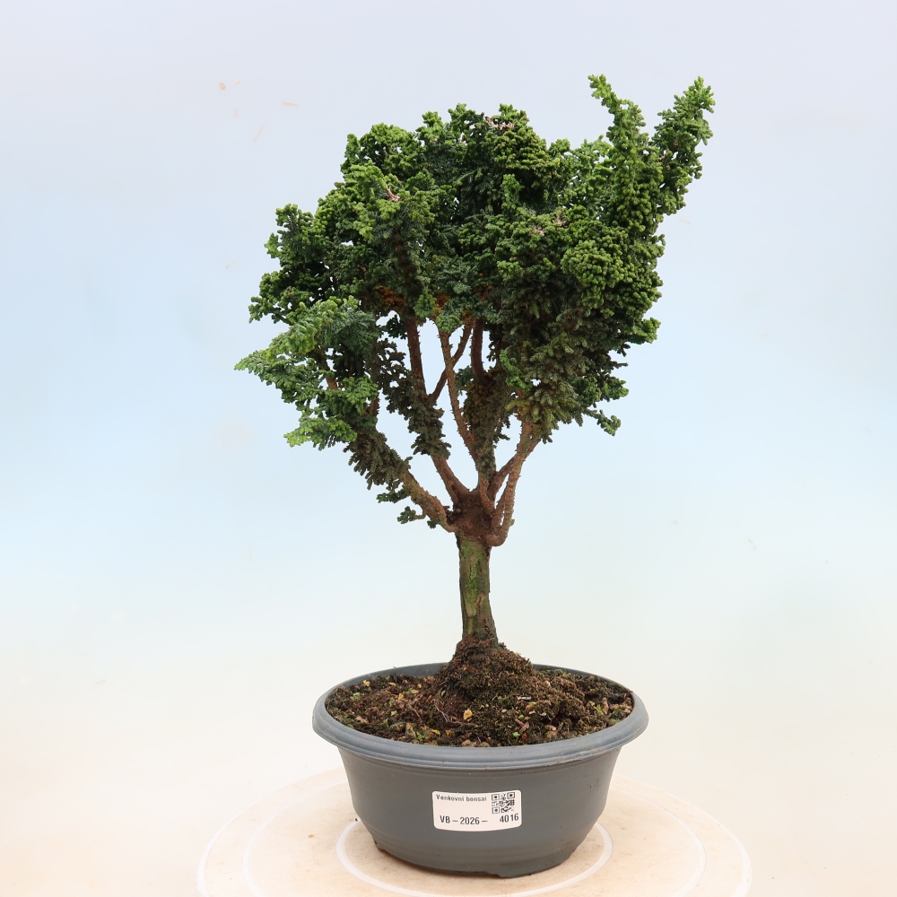 Venkovní bonsai - Cham. obtusa SEKKA HINOKI - Cypřišek