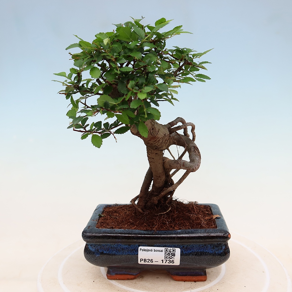 Pokojová bonsai - Ulmus parvifolia - Malolistý jilm