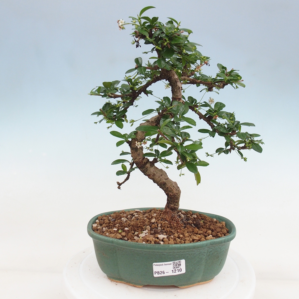 Pokojová bonsai - Carmona macrophylla - Čaj fuki