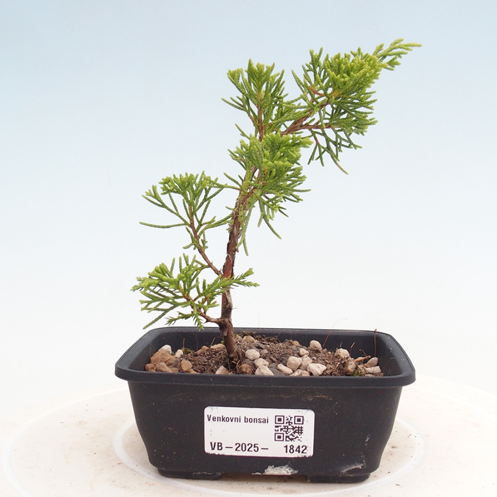Venkovní bonsai - Juniperus chinensis Itoigawa -Jalovec čínský