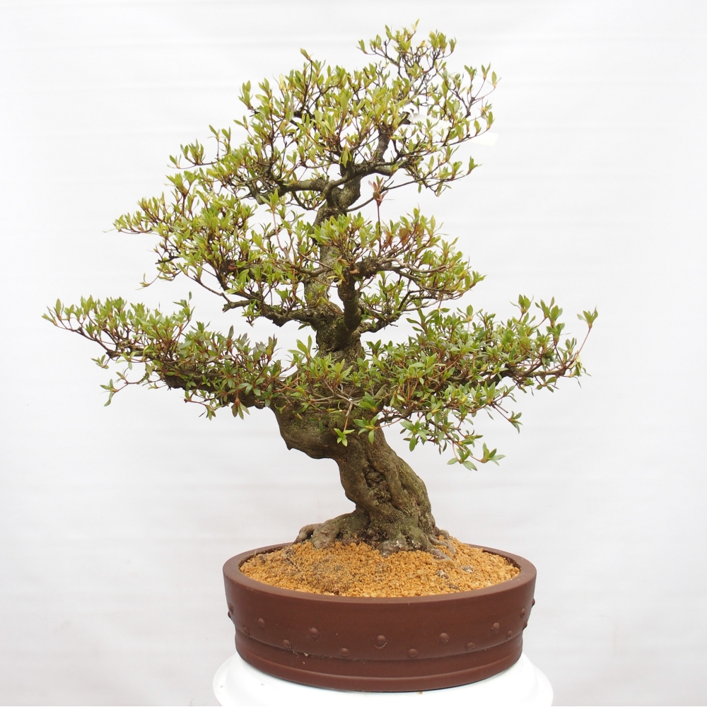 Venkovní bonsai - Japonská azalka - Azalea Kotobukietsu