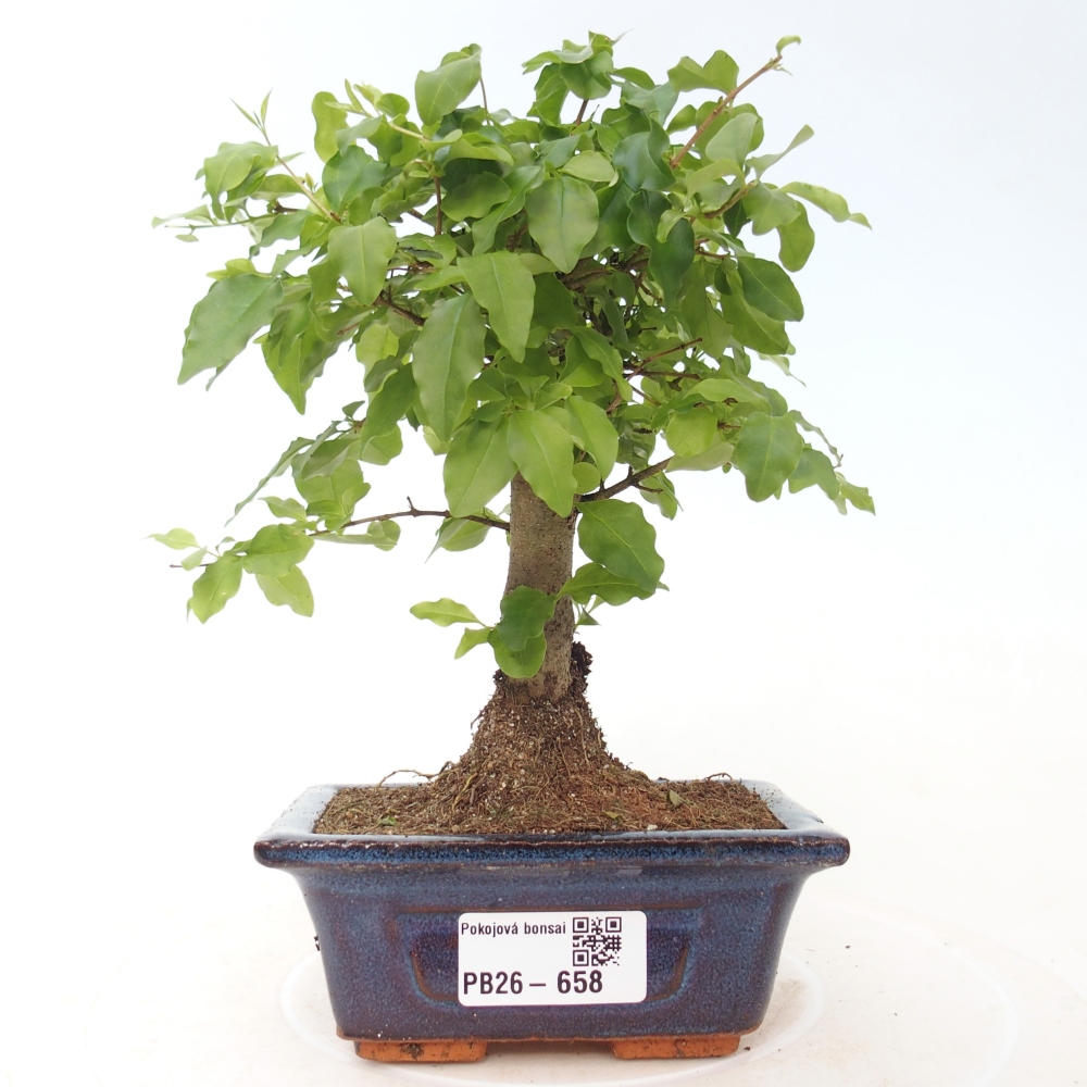 Pokojová bonsai -Ligustrum chinensis - Ptačí zob