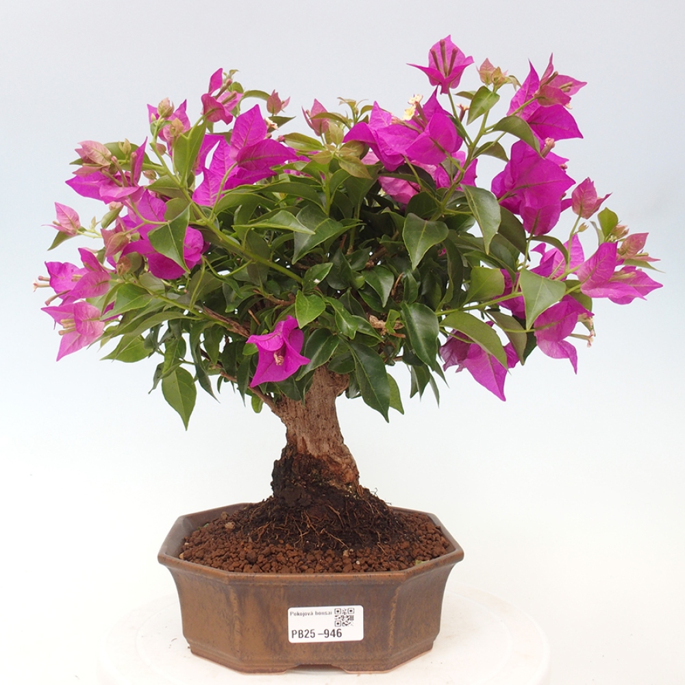 Pokojová bonsai - Bouganwilea
