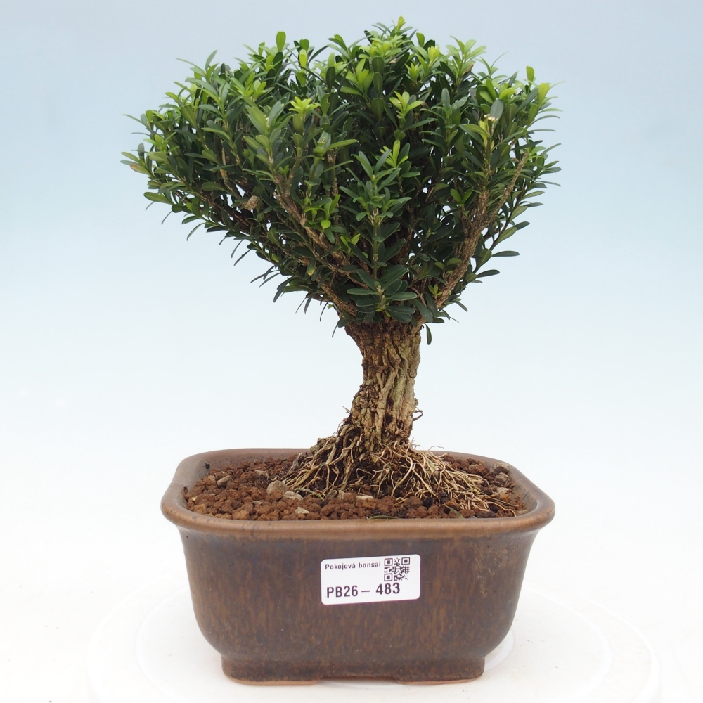 Pokojová bonsai - Buxus harlandii - korkový buxus