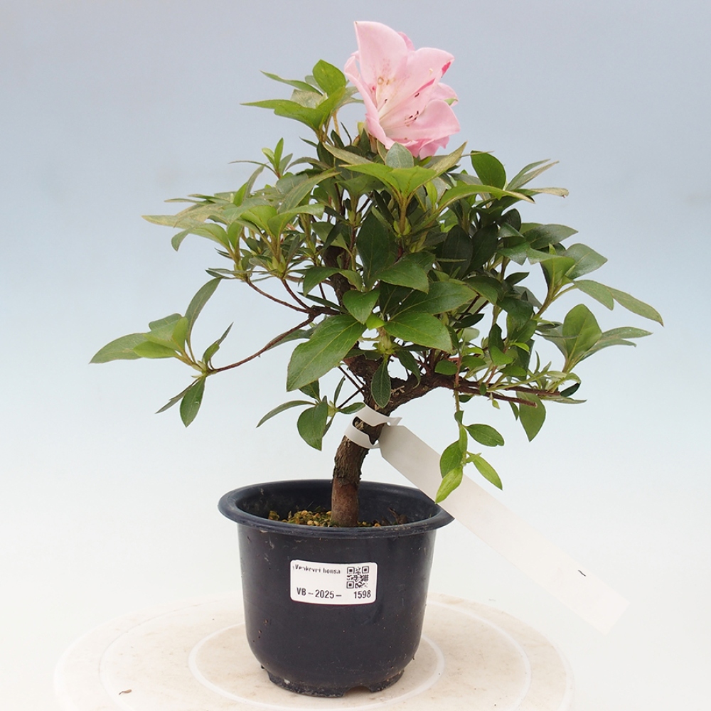 Venkovní bonsai - Japonská azalka - Azalea Saien