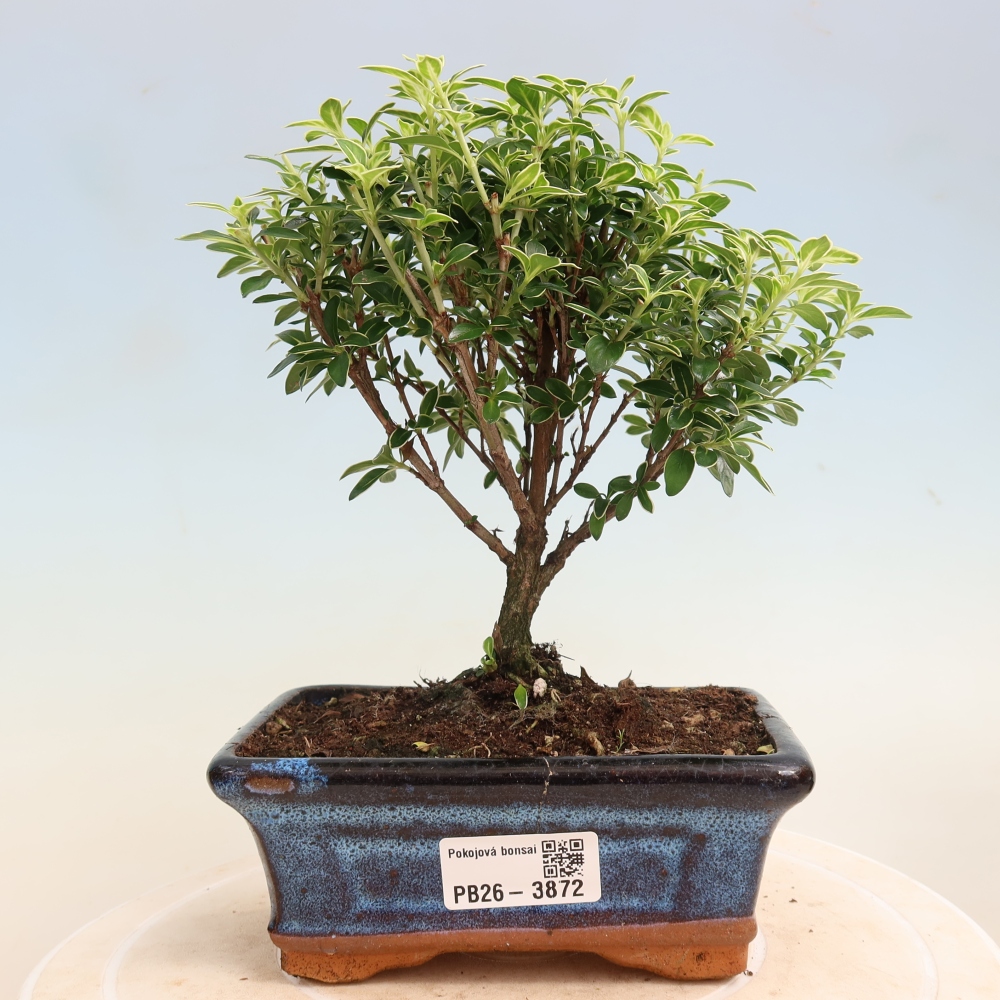 Pokojová bonsai - Serissa foetida Variegata - Strom tisíce hvězd