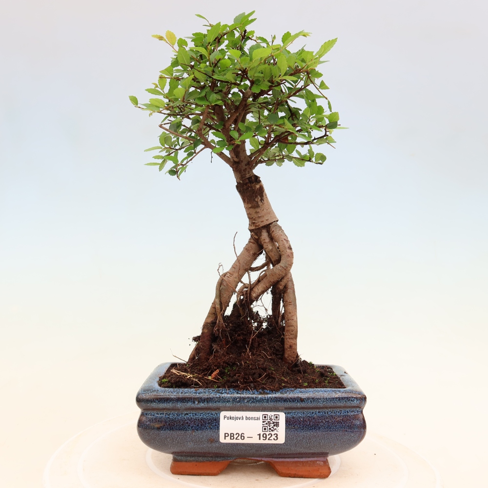 Pokojová bonsai - Ulmus parvifolia - Malolistý jilm