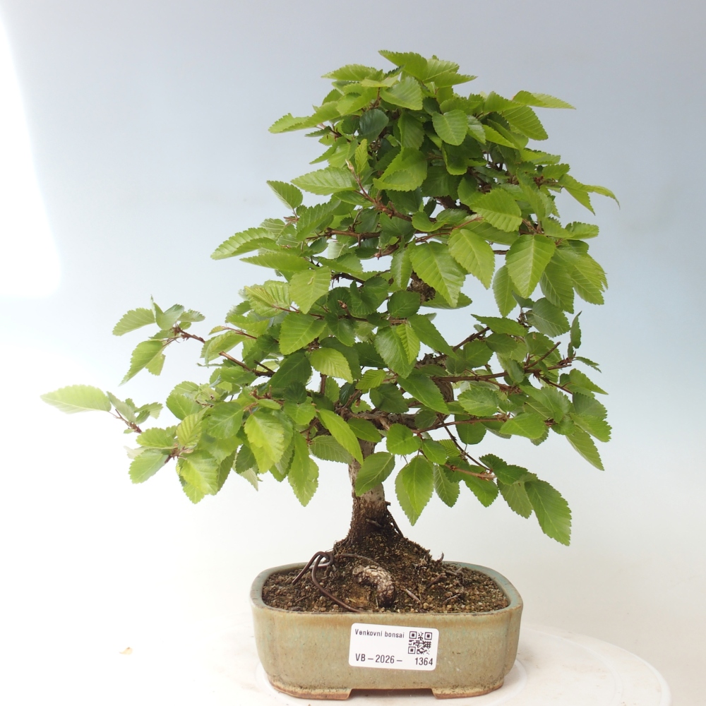 Venkovní bonsai -Carpinus CARPINOIDES - Habr korejský