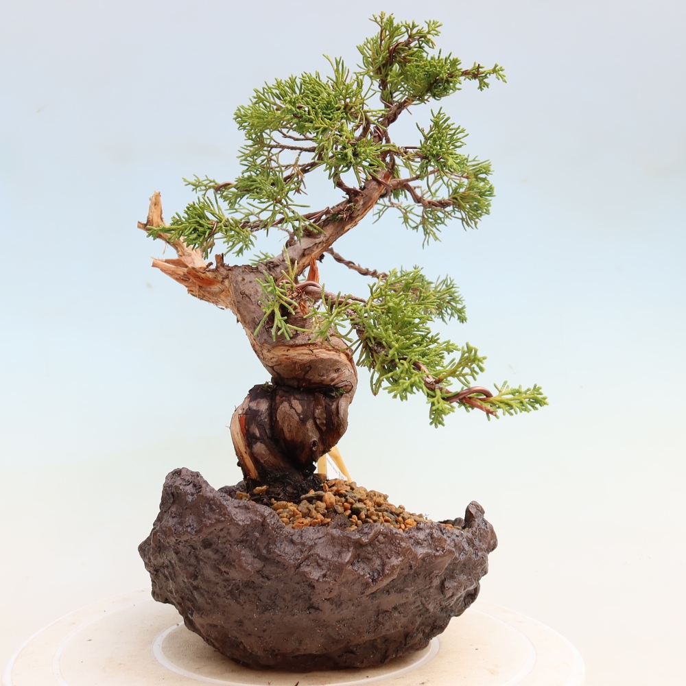 Venkovní bonsai - Juniperus chinensis Itoigawa-Jalovec čínský
