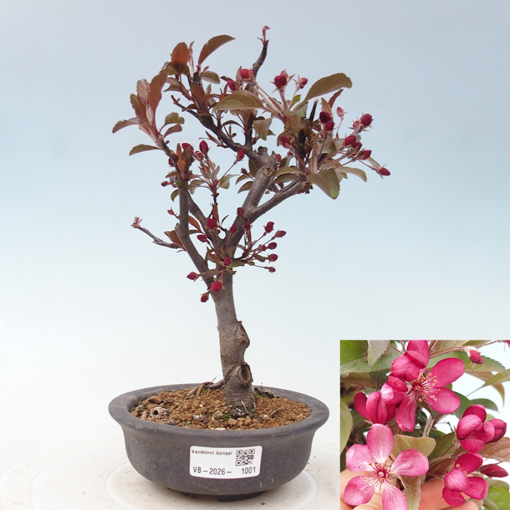 Venkovní bonsai -Malus domestica - Maloplodá jabloň červenolistá