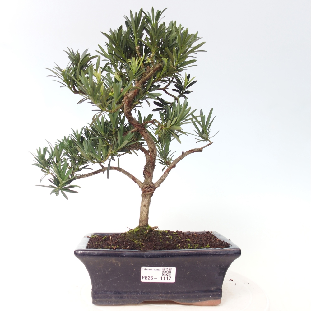 Pokojová bonsai - Podocarpus - Kamenný tis