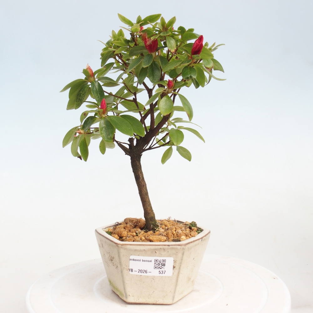 Venkovní bonsai - Japonská azalka - Azalea sp.
