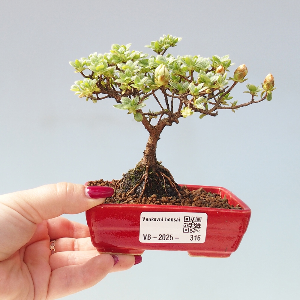 Venkovní bonsai - Rhododendron indicum - Japonská azalka