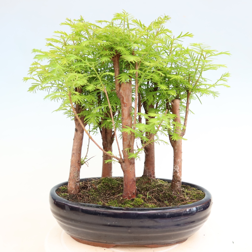 Venkovní bonsai - Metasequoia glyptostroboides - Metasekvoje čínská - lesík