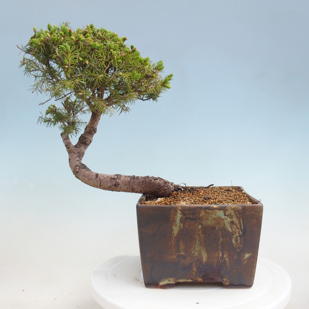 Venkovní bonsai- Smrk kulovitý - Picea glauca globe