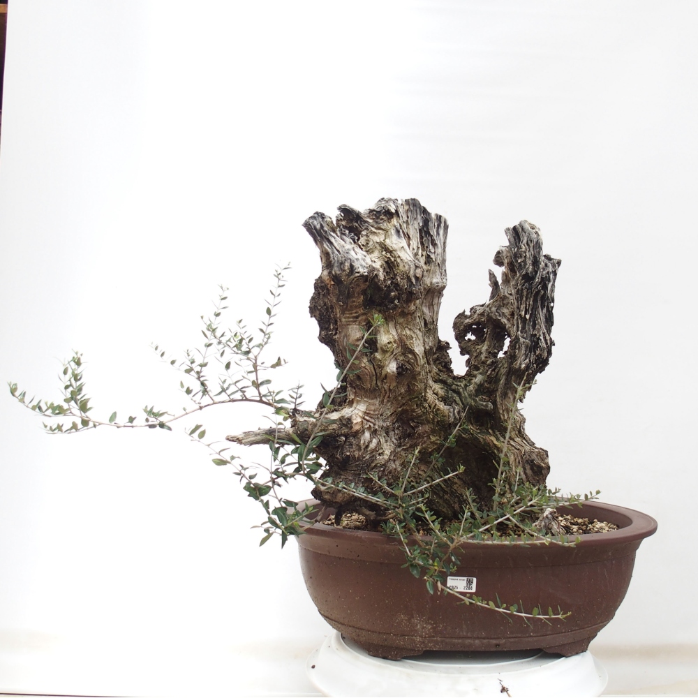 Pokojová bonsai - Olea europaea sylvestris -Oliva evropská drobnolistá