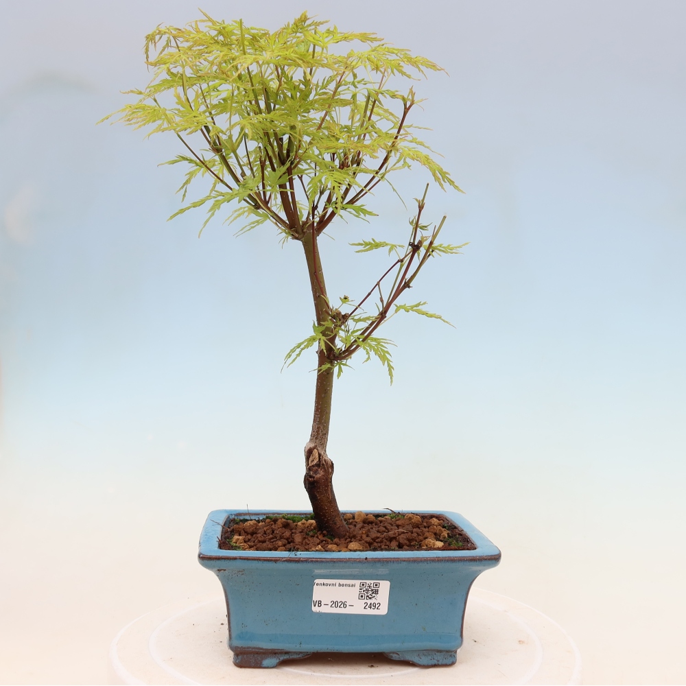 Venkovní bonsai - Acer palmatum Dissectum - Javor dlanitolistý 