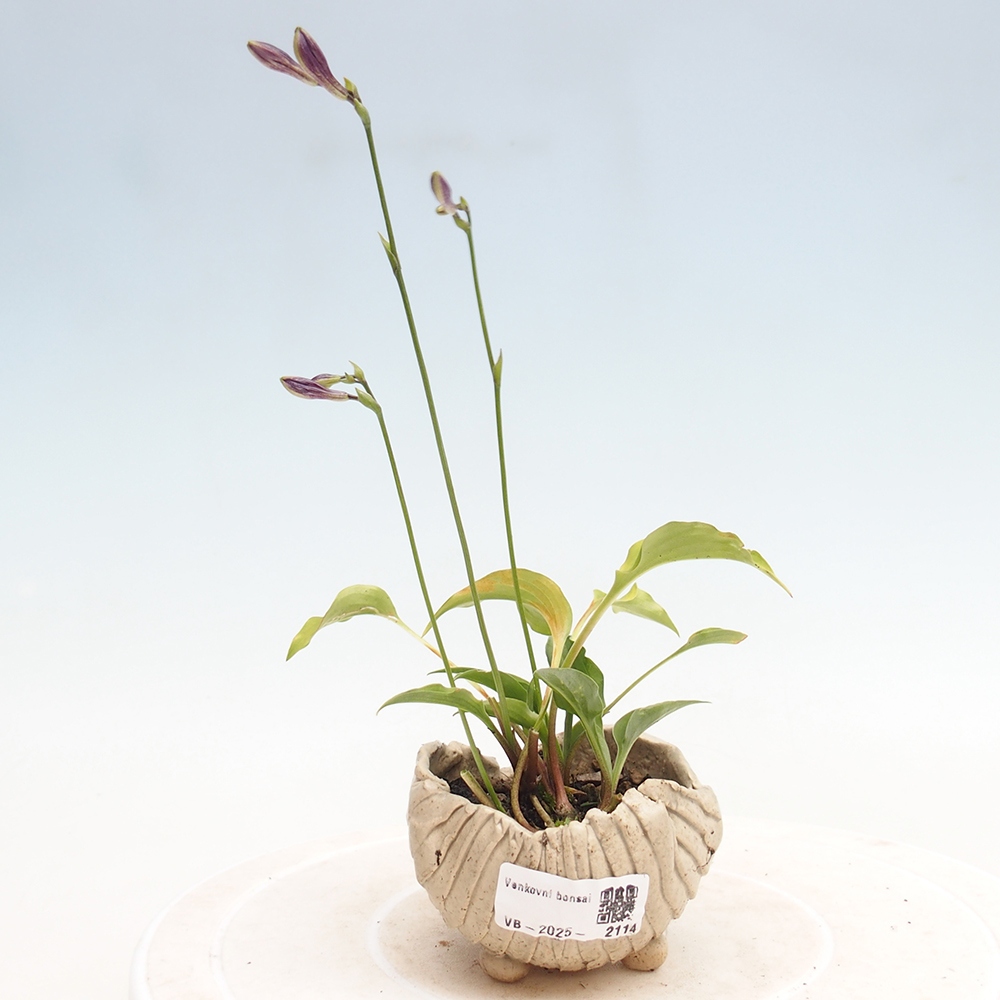 Venkovní bonsai - Mini Hosta - Bohyška