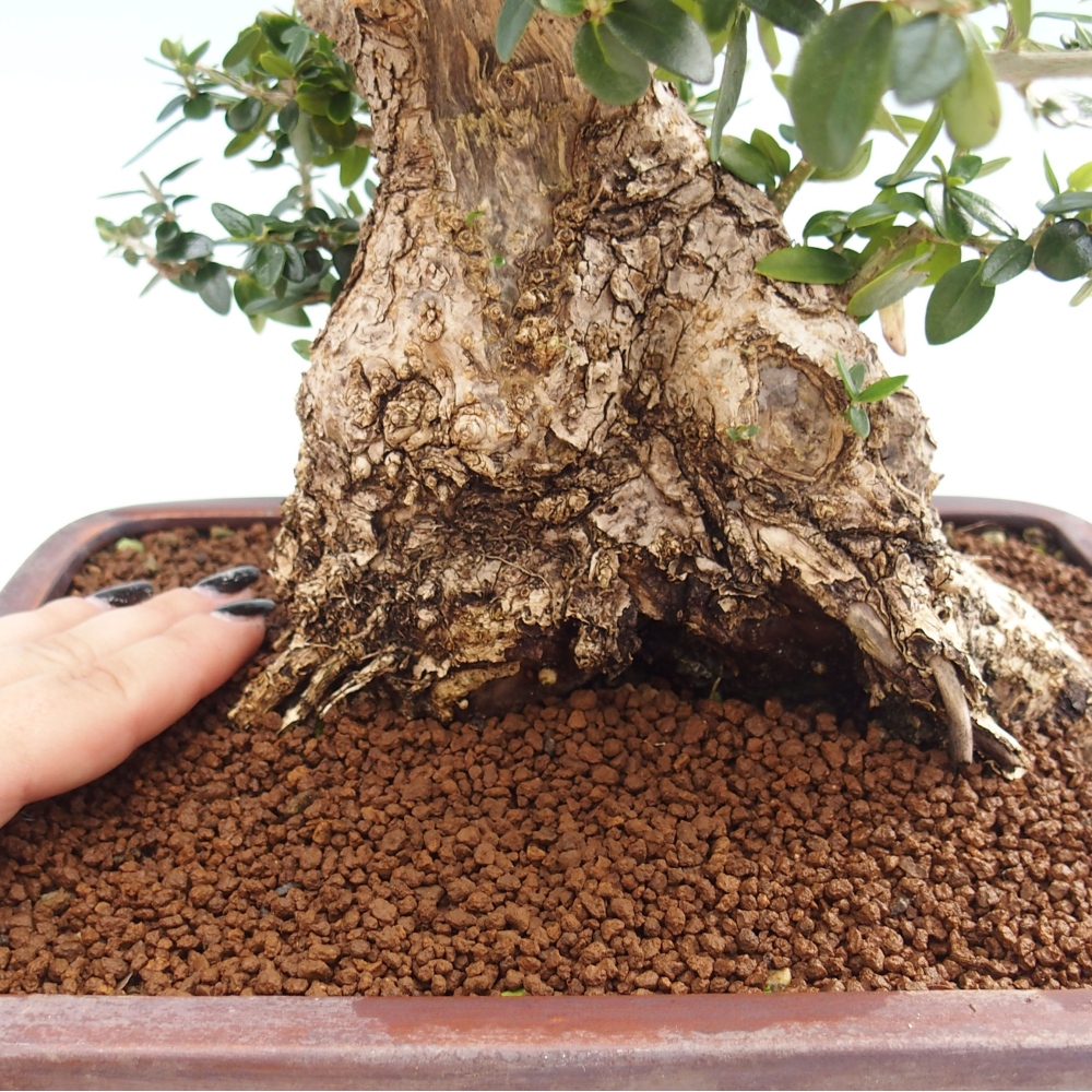 Pokojová bonsai - Olea europaea sylvestris -Oliva evropská drobnolistá
