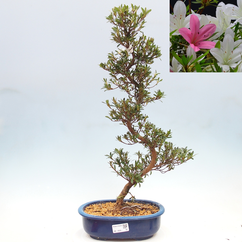 Venkovní bonsai - Japonská azalka - Azalea Hakurin