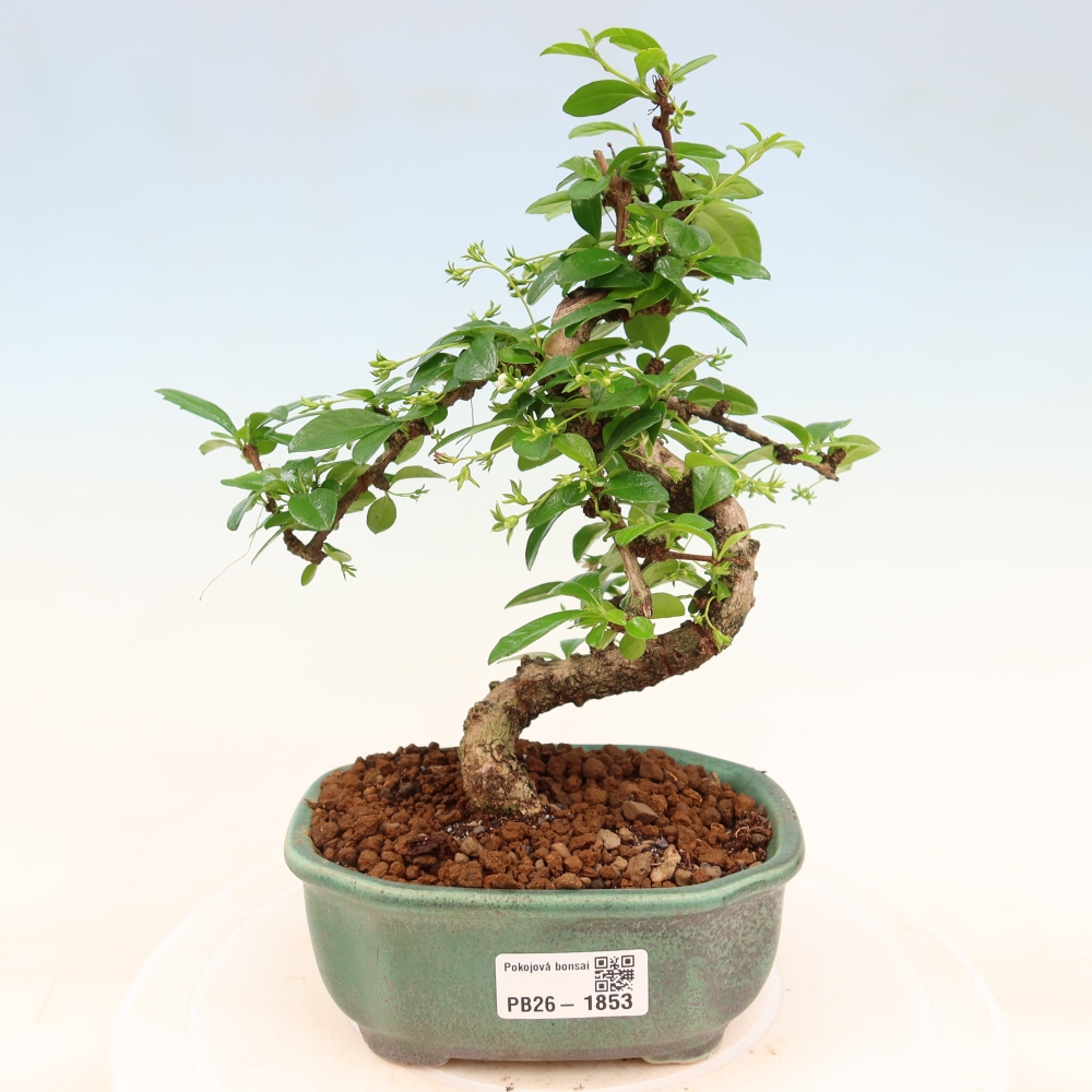 Pokojová bonsai - Carmona macrophylla - Čaj fuki