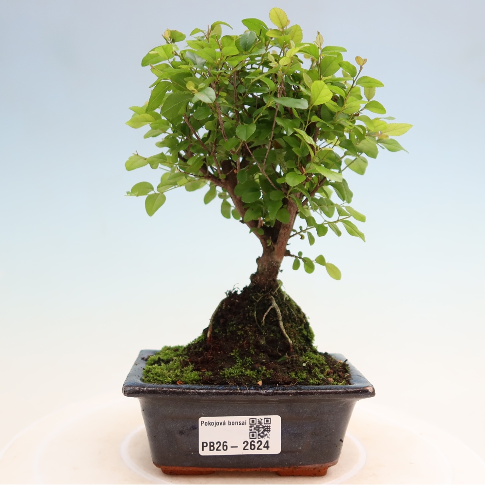 Pokojová bonsai - Sagerécie thea - Sagerécie thea